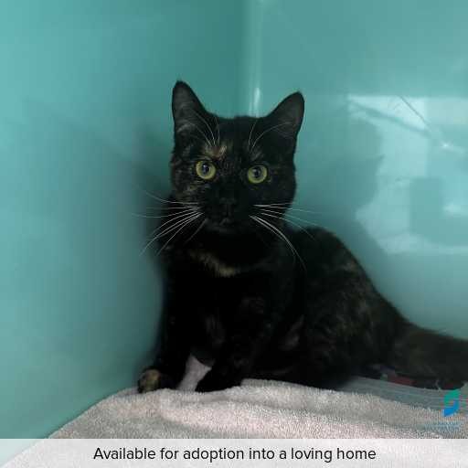 Photo of this cat.