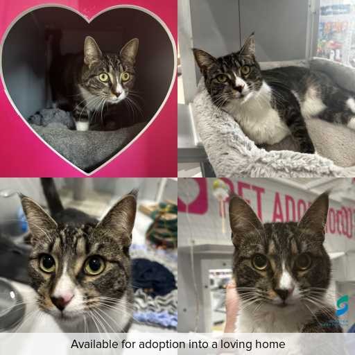 ID: C250434 Photo of this cat.