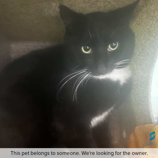 Photo of cat with ID of : C251113.