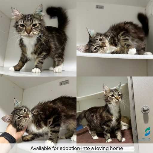 Photo of cat with ID of : C251137.