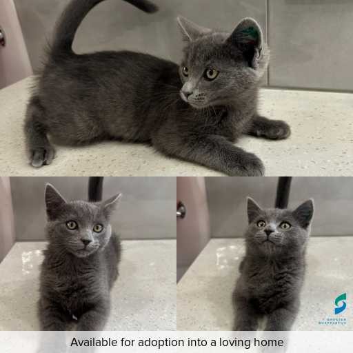 Photo of cat with ID of : C251173.