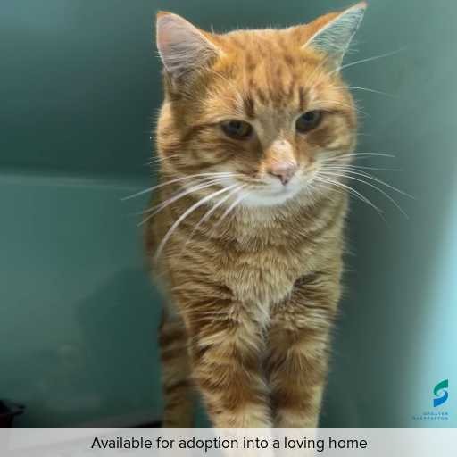 Photo of this cat.