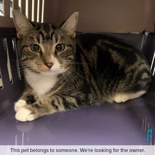 Photo of this cat.