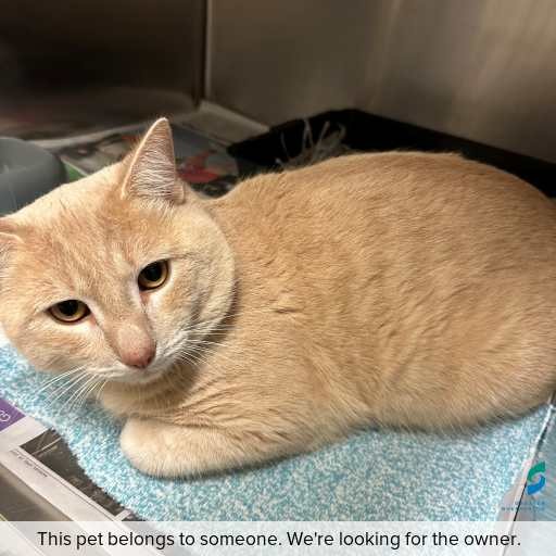 Photo of this cat.