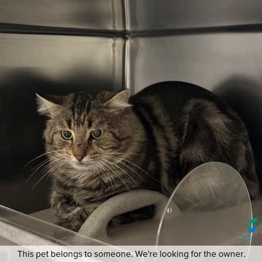 Photo of this cat.