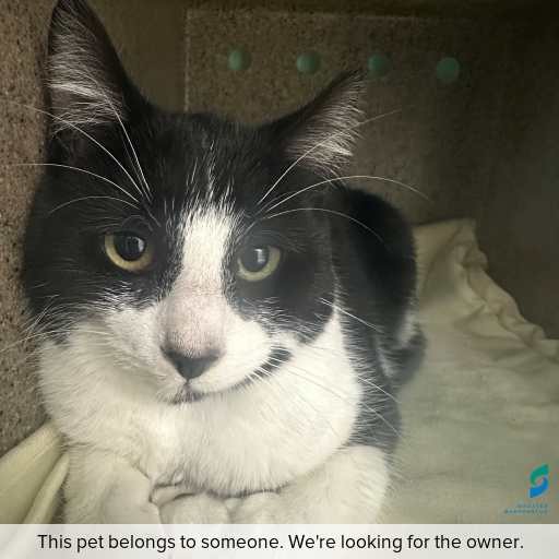 Photo of this cat.