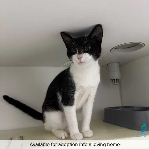 ID: C250561 Photo of this cat.