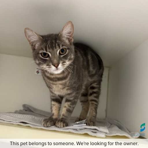 Photo of this cat.