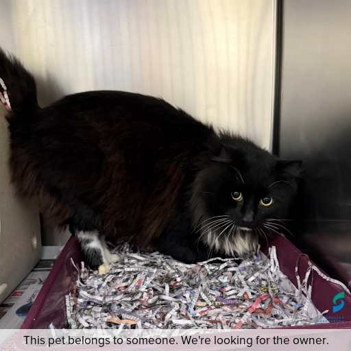 Photo of this cat.