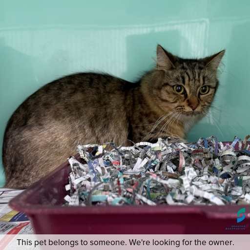 Photo of this cat.