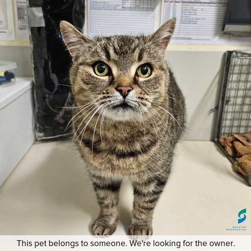 Photo of this cat.