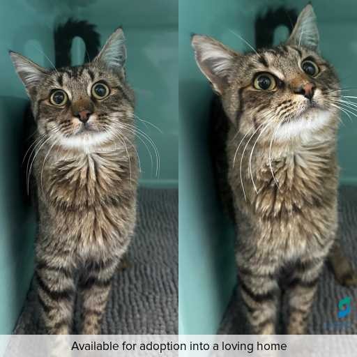 Photo of this cat.