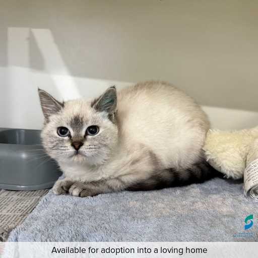 ID: C250431 Photo of this cat.