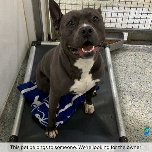 Photo of this dog.