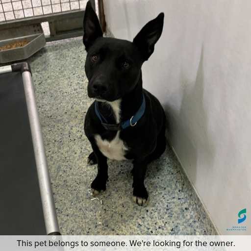 Photo of this dog.