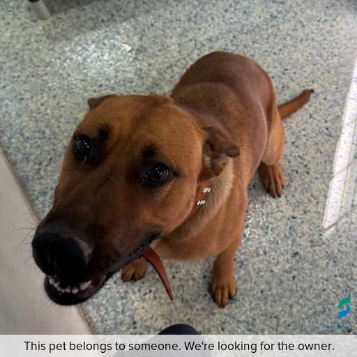 Photo of this dog.