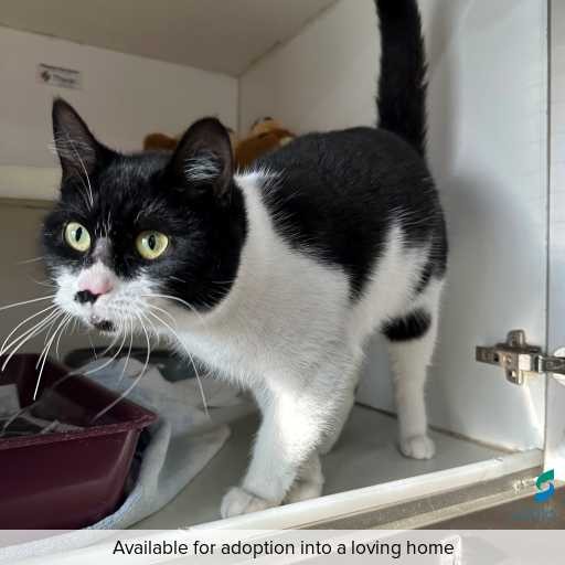 ID: C250872 Photo of cat with ID of : C250872.
