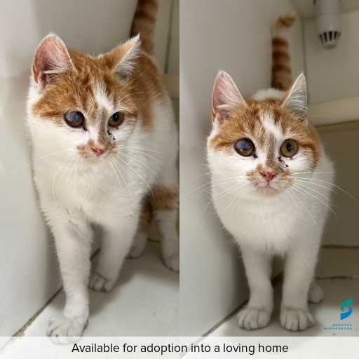ID: C250868 Photo of cat with ID of : C250868.
