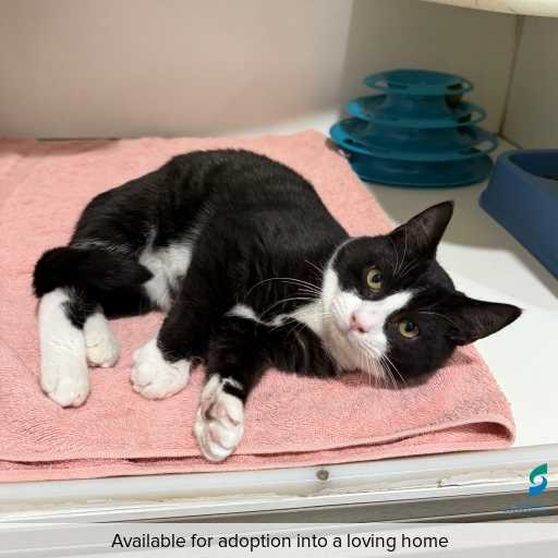 ID: C250502 Photo of this cat.