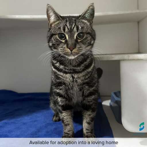 ID: C250536 Photo of this cat.