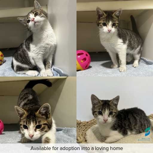 ID: C250470 Photo of this cat.