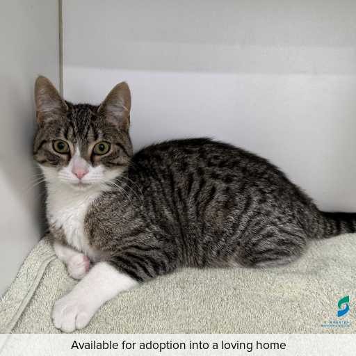 ID: C250845 Photo of cat with ID of : C250845.