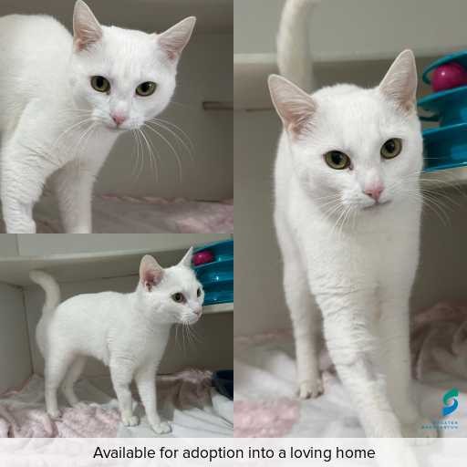 ID: C250876 Photo of cat with ID of : C250876.
