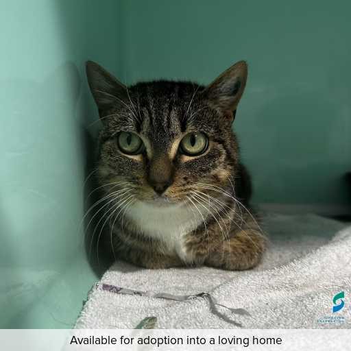 Photo of this cat.