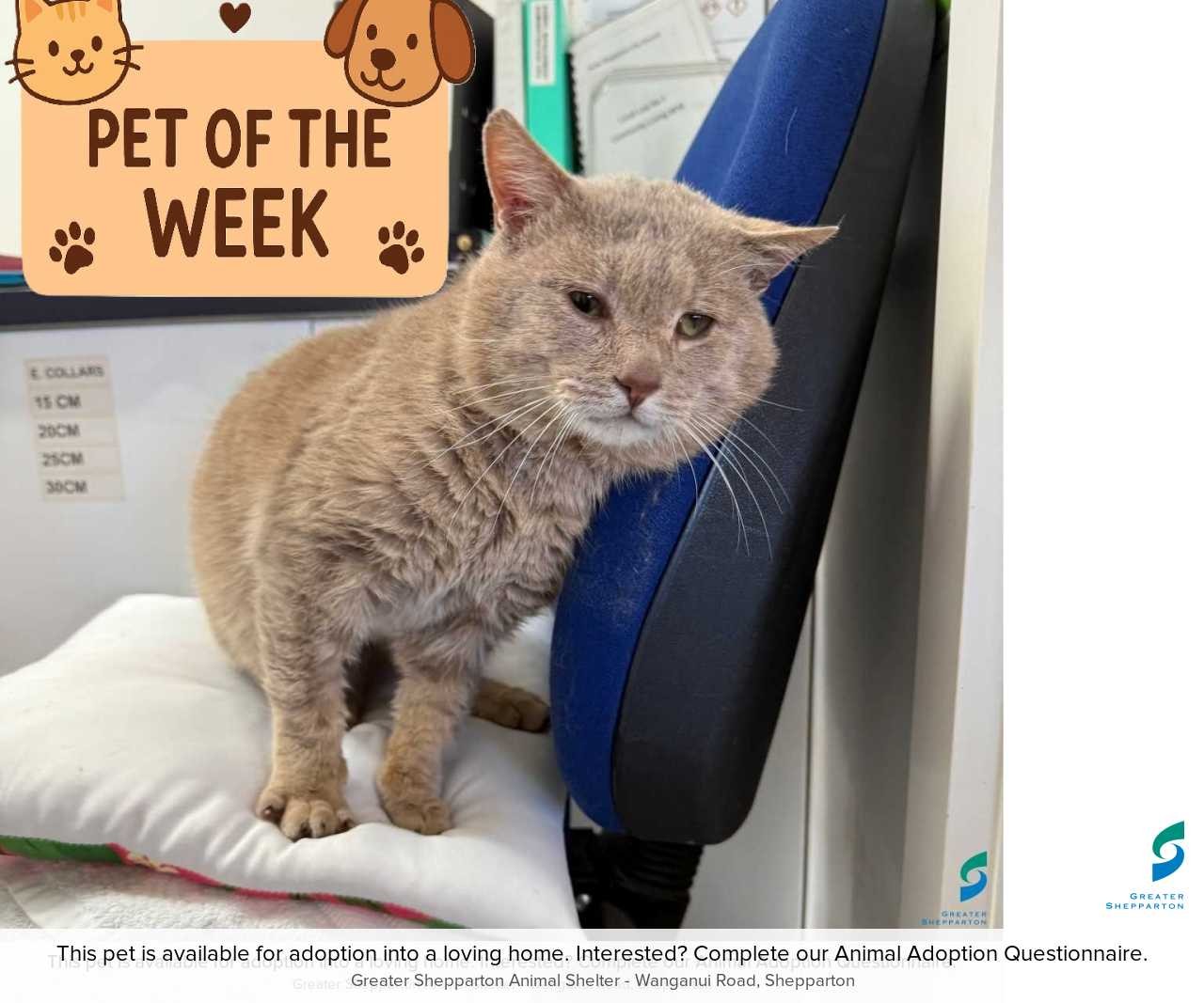 C250718 Magnus - Pet of the week