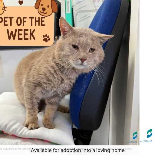 Photo of cat with ID of : C250718.