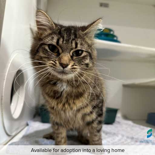 ID: C250843 Photo of cat with ID of : C250843.