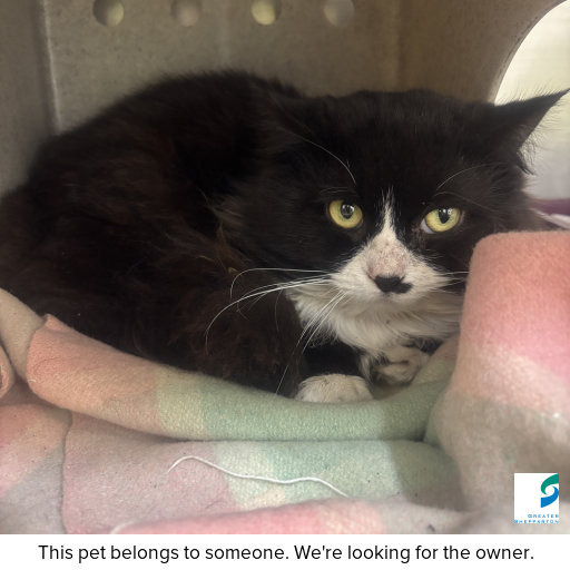 Photo of cat with ID of : C250912.