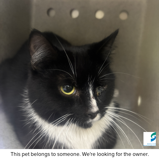 Photo of cat with ID of : C250912.