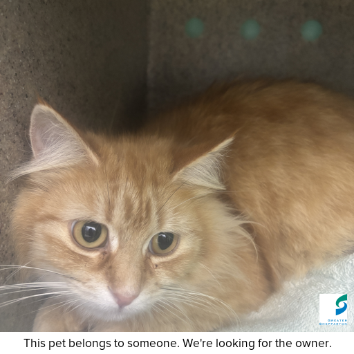 Photo of cat with ID of : C250914.