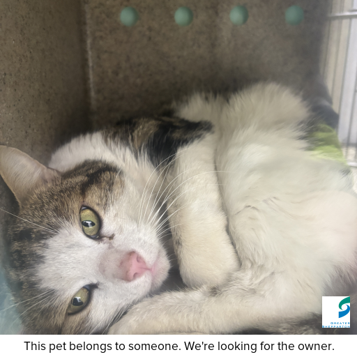 Photo of cat with ID of : C250915.
