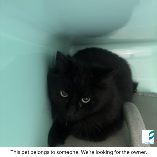 Photo of cat with ID of : C250930.
