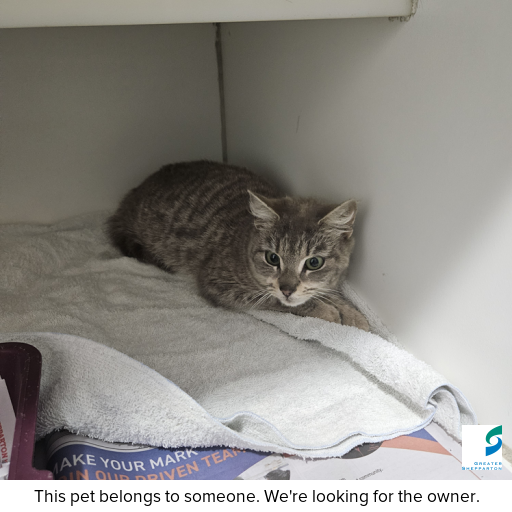 ID: C250990 Photo of cat with ID of : C250990.