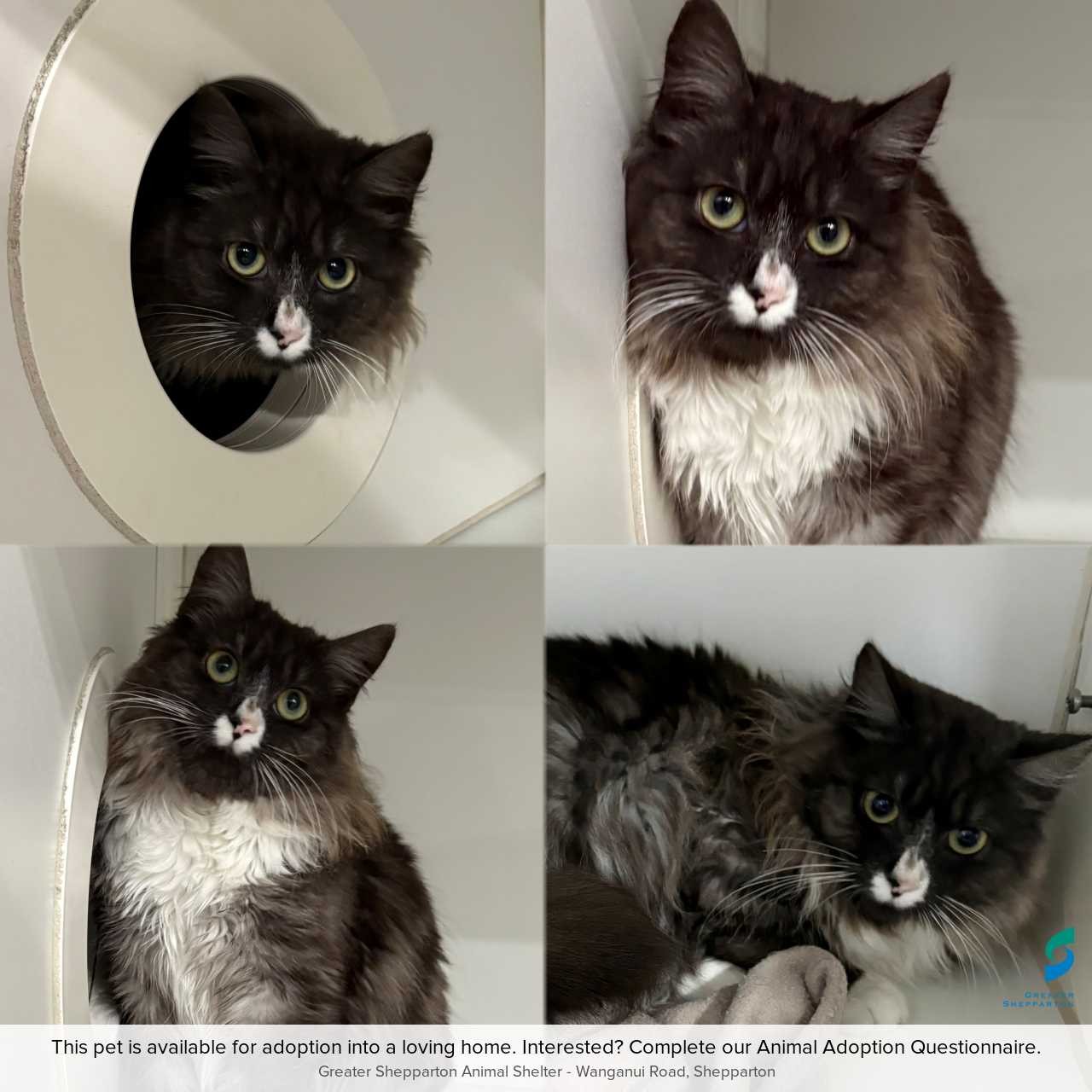 C260658 Domino