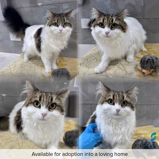 Photo of cat with ID of : C260714.