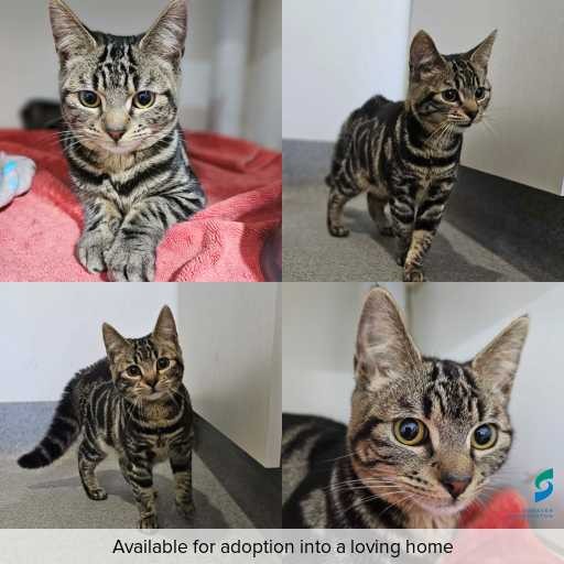 Photo of cat with ID of : C260720.