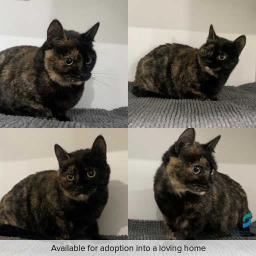 Photo of cat with ID of : C260724.