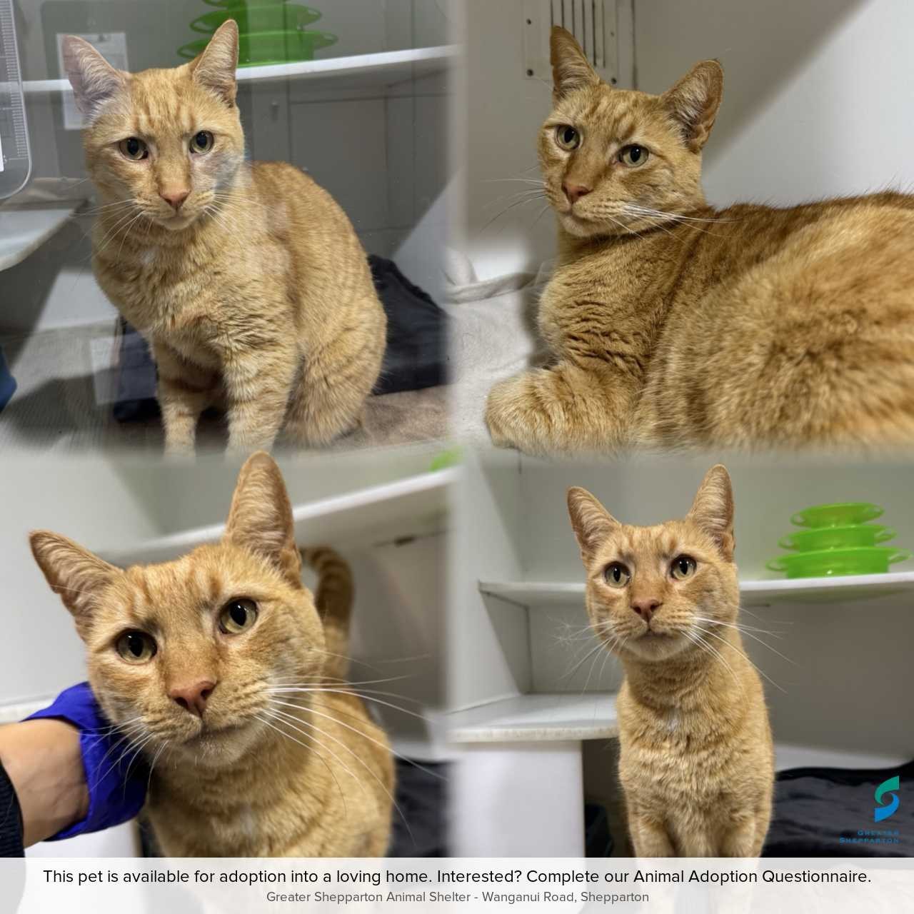 C260736 Leo