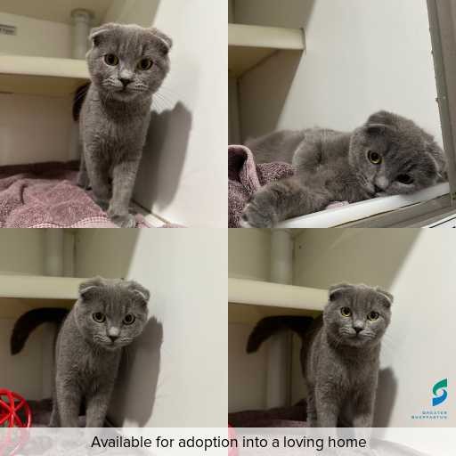 Photo of cat with ID of : C260751.
