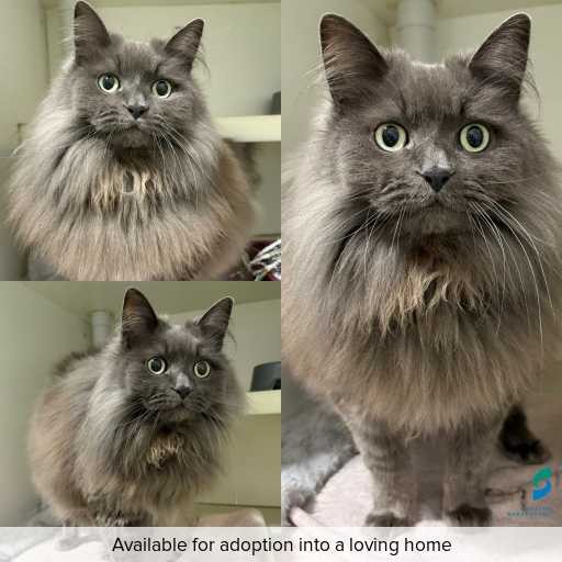 Photo of cat with ID of : C260753.