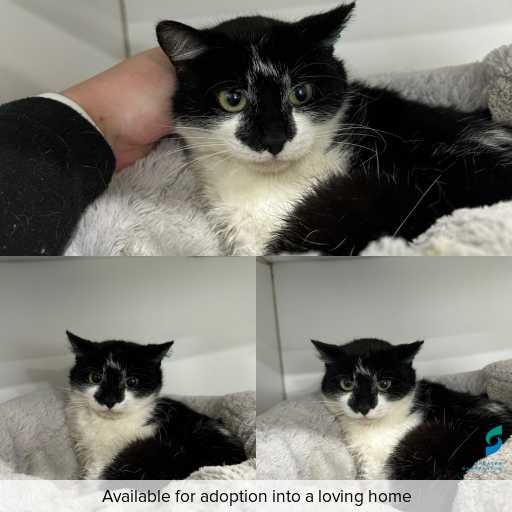 Photo of cat with ID of : C260755.