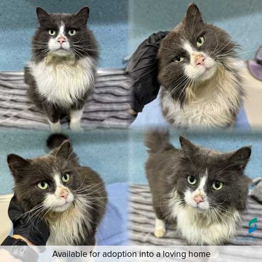 Photo of cat with ID of : C260756.