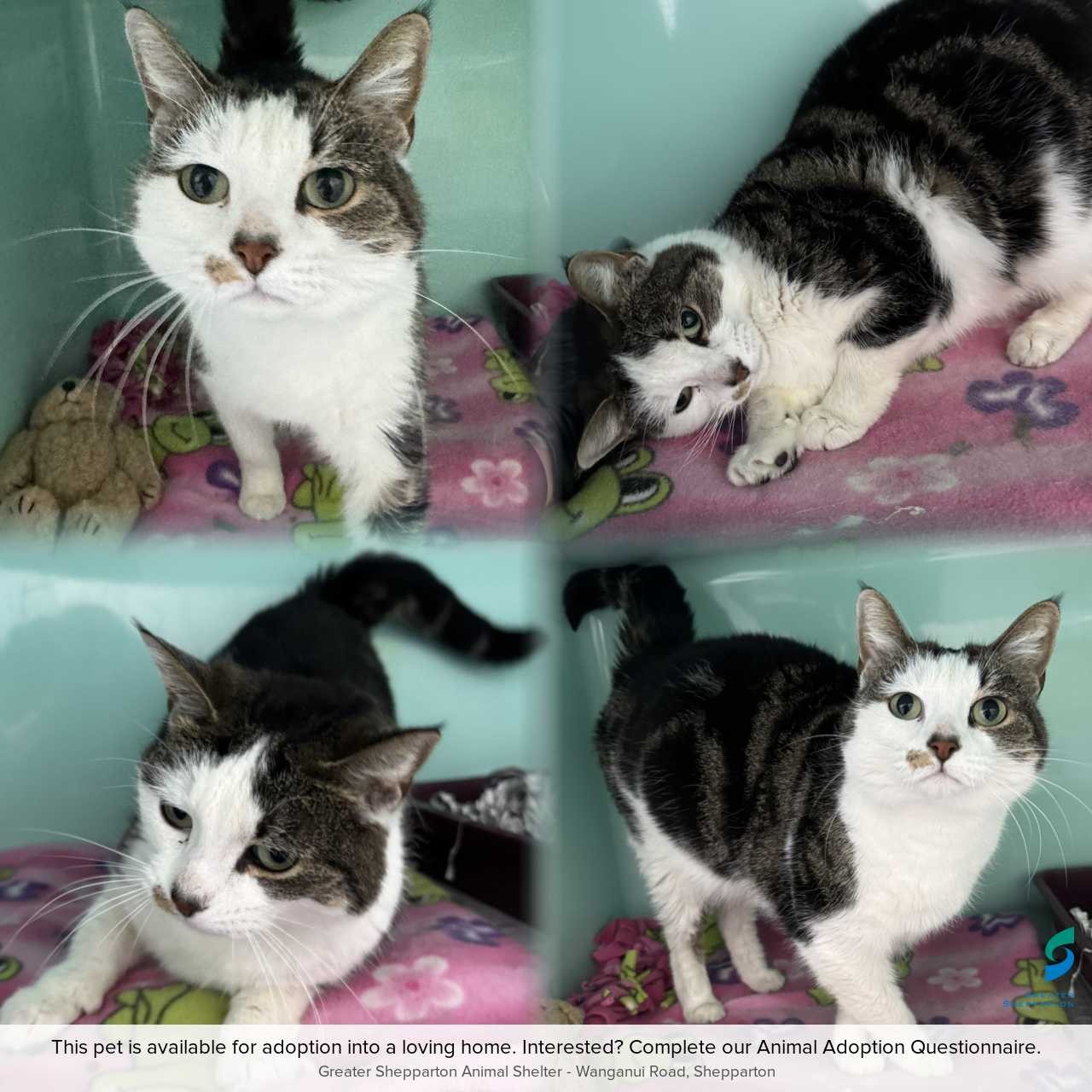 C260757 Pippa