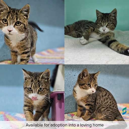 Photo of cat with ID of : C260785.