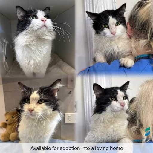Photo of cat with ID of : C260786.