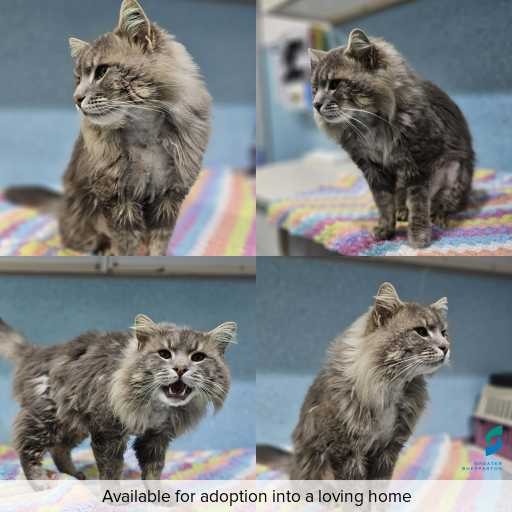Photo of cat with ID of : C260787.